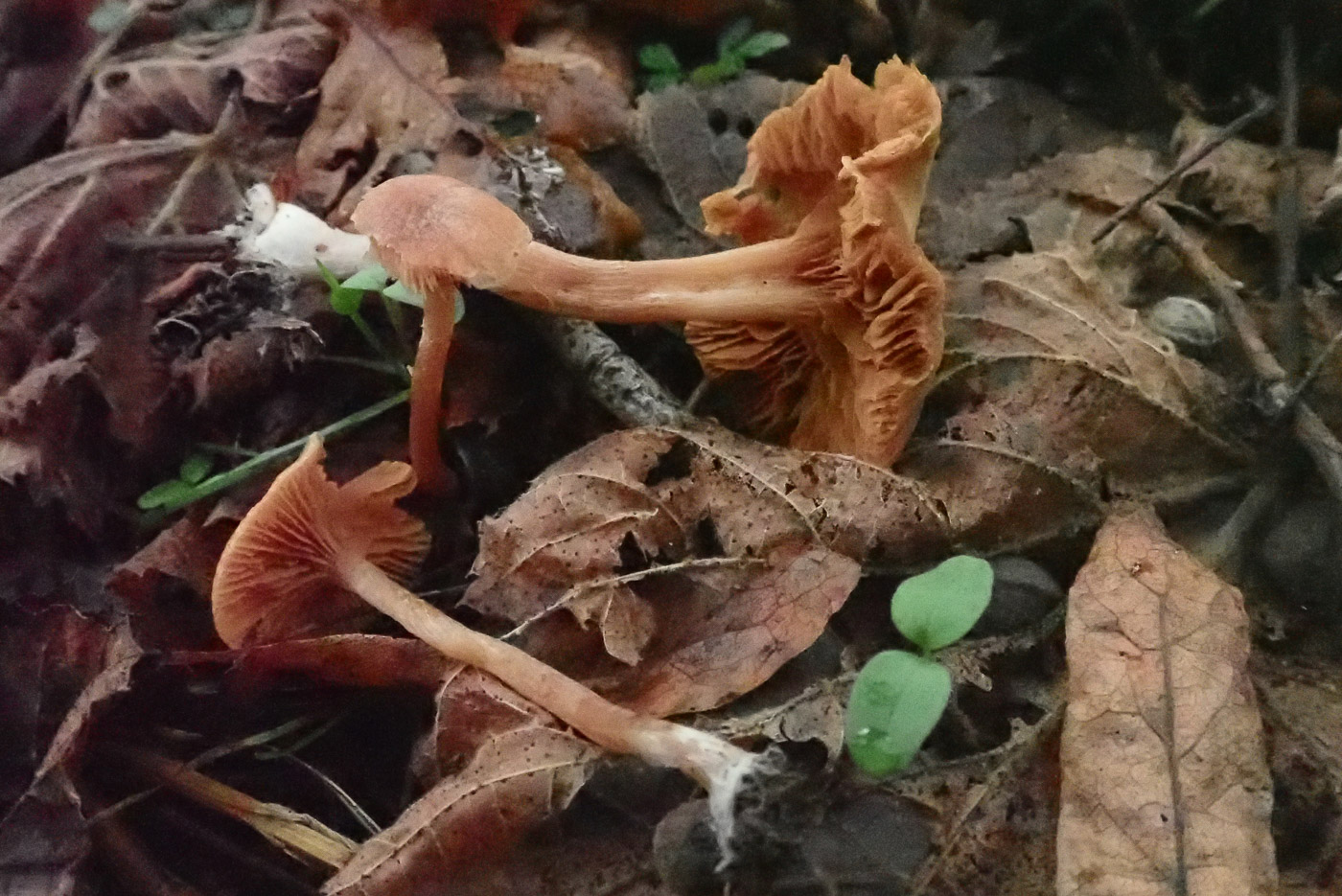 Photo by Penny Cullington Tubaria furfuracea by Penny Cullington
